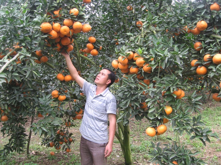 Huyện Bắc Quang, 1 trong 3 địa chỉ trồng nhiều cam sành ở Hà Giang