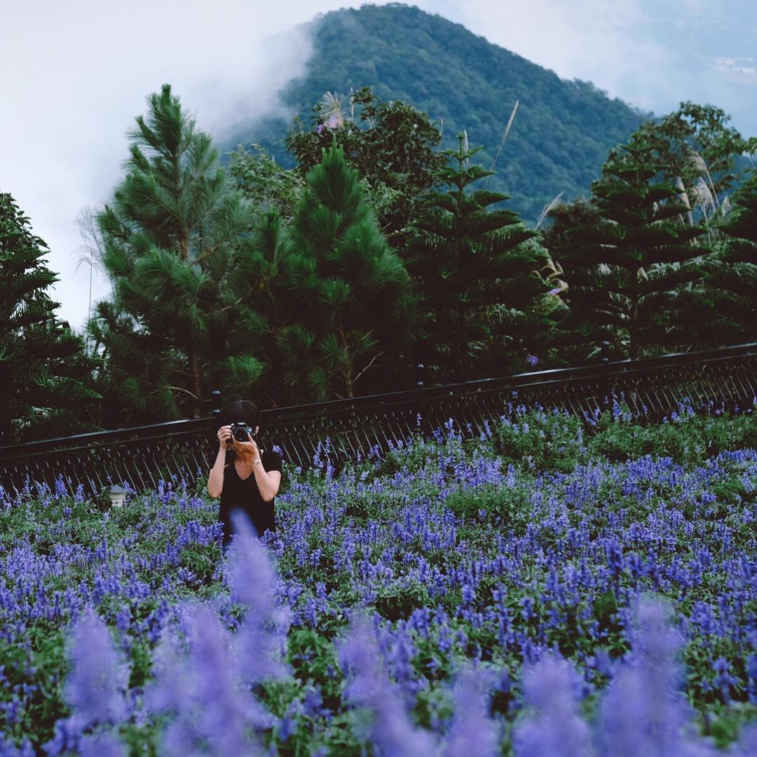 hoa Le Jardin D’amour