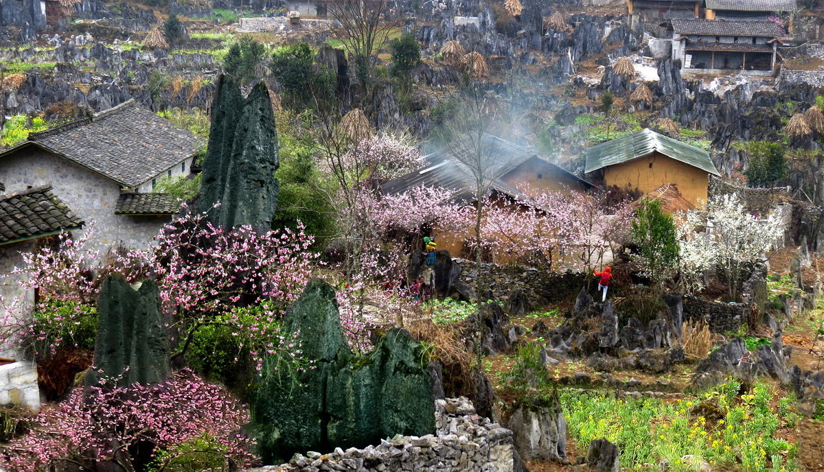 Có một Hà Giang thơ mộng, hữu tình khi vào mùa hoa mận, hoa đào